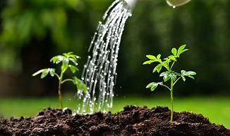 What is Chemical vs. Organic Fertilizer?